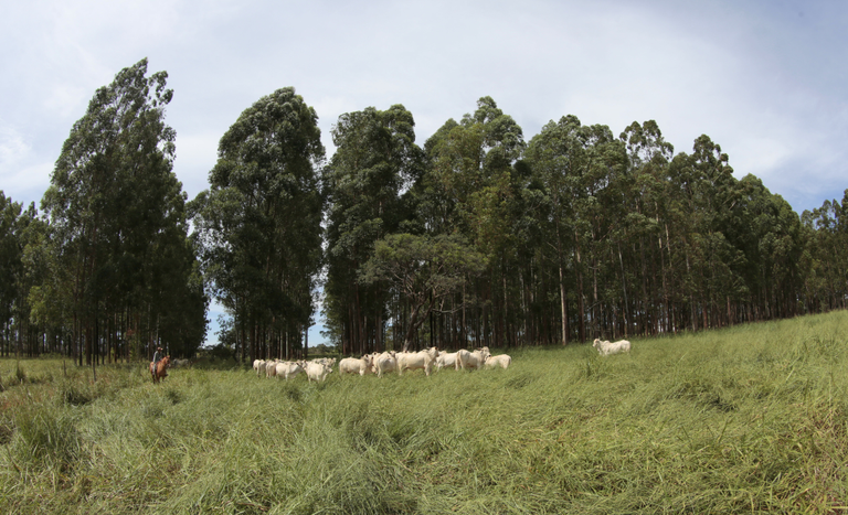 Fomento das múltiplas formas de sustentabilidade está entre as prioridades do GT da Agricultura - Foto: Antonio Araujo