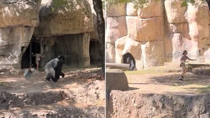 zookeeper-running-away-from-gorilla
