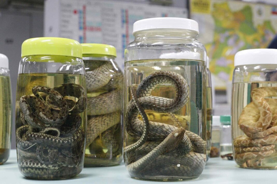 Serpentes são os principais animais de casos registrados de acidentes por peçonhentos - Foto: Antonio Lima / Secom