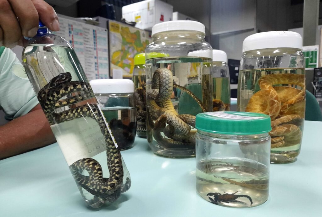 Durante a cheia dos rios, há o deslocamento de animais peçonhentos para áreas habitadas e os cuidados devem ser intensificados - Foto: Girlene Medeiros / FVS-RCP