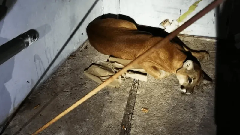 animal-silvestre-foi-sedado-e-levado-a-associacao-mata-ciliar-apos-ser-encontrado-em-lava-rapido-de-vinhedo-145247_800x450